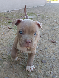 Cuccioli alta genealogia