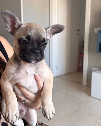 Bulldog francese esotico