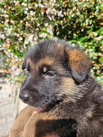 Cuccioli di pastore tedesco