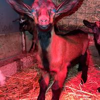 5 capretti razza camosciato delle Alpi