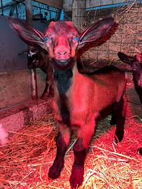 5 capretti razza camosciato delle Alpi