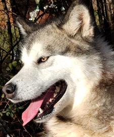 Alaskan Malamute
