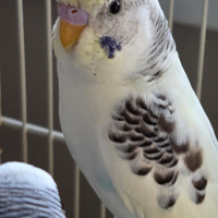 Coppia Pappagalli Cocorita