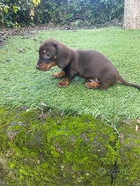 Maschietti di bassotto nano