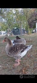 Oca Tolosa pulcini