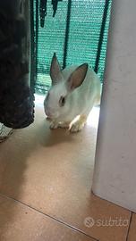 Cuccioli Conigli Nani Incrocio Nano / Rex