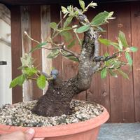 Bonsai di Leccio
