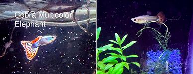 Coppia guppy show