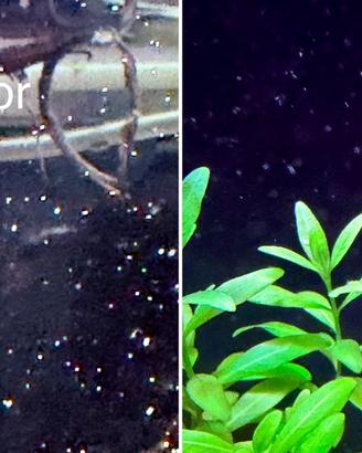 Coppia guppy show