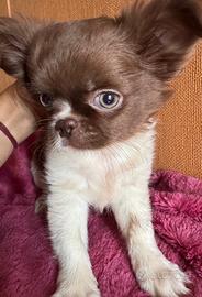 Cucciolo di chihuahua toy bianco cioccolato