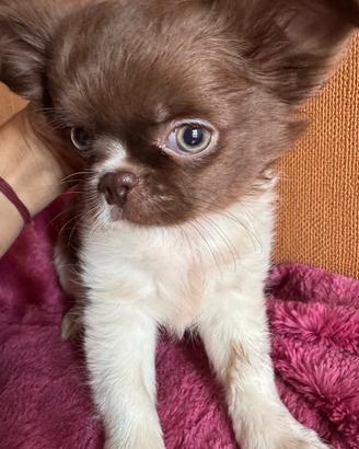 Cucciolo di chihuahua toy bianco cioccolato