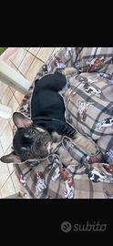 Buodog francesi