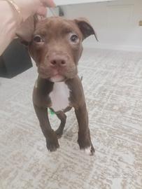 American Pitbull terrier