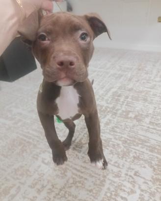 American Pitbull terrier