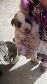 Barboncino mix maltese Mini mini Toy