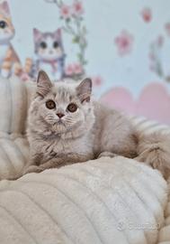Scottish longhair