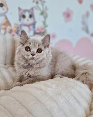 Scottish longhair