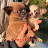 Chihuahua mini toy