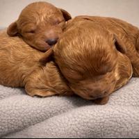 Barboncini amorevoli