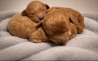 Barboncini amorevoli