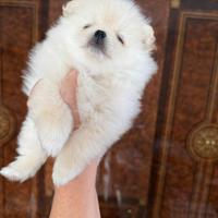 Spiz nano tedesco Pomerania