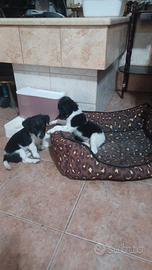 Cuccioli di pinchet
