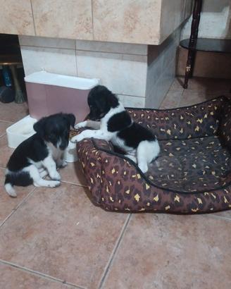 Cuccioli di pinchet