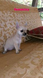 Chihuahua Toy Mini