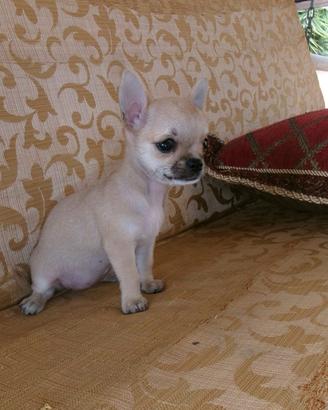 Chihuahua Toy Mini