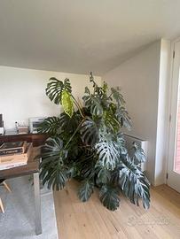Pianta da appartamento Monstera