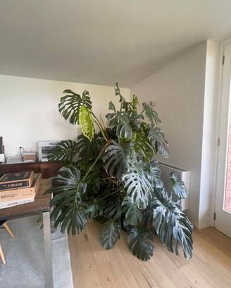 Pianta da appartamento Monstera