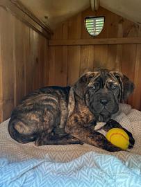 Cuccioli dogue de bordeaux/corso