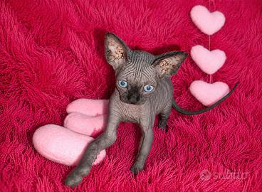Cuccioli Sphynx Pedigree