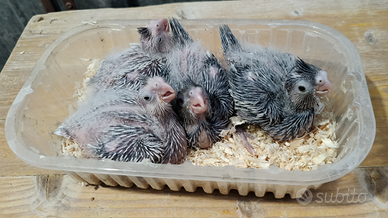 Disponibili pulli da allevare a mano di calopsite