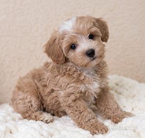 MALTIPOO - MALTIPO - MALTIPU puppy-pag comode rate
