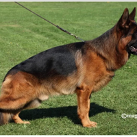 Cuccioli di pastore tedesco alta genealogia