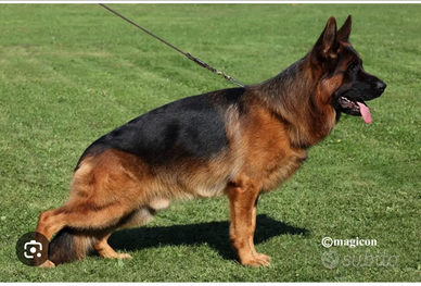 Cuccioli di pastore tedesco alta genealogia