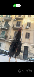 Gallo shamo da selezione