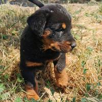 Cuccioli beauceron in arrivo