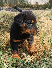 Cuccioli beauceron in arrivo