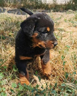 Cuccioli beauceron in arrivo