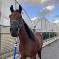 Cavallo