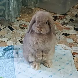 Coniglio nano ariete femmina