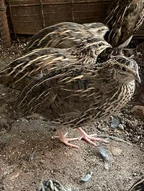 Animali quaglia