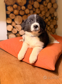 Cuccioli di Border Collie