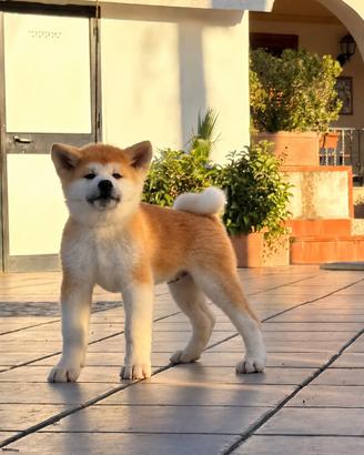 Cuccioli AKITA INU FULVO