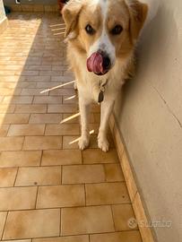 Cane dolcissimo