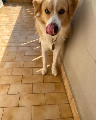 Cane dolcissimo