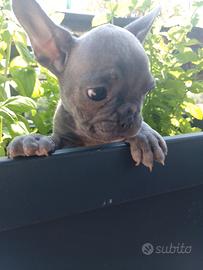 Cucciole bulldog francese