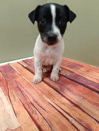 Cuccioli Jack Russell maschietti